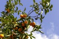 Ripe Persimmons fruit hanging on Persimmon branch tree Royalty Free Stock Photo