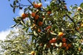 Ripe Persimmons fruit hanging on Persimmon branch tree Royalty Free Stock Photo