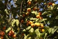 Ripe Persimmons fruit hanging on Persimmon branch tree Royalty Free Stock Photo