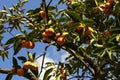 Ripe Persimmons fruit hanging on Persimmon branch tree Royalty Free Stock Photo