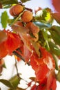Persimmons fruit hanging on persimmon branch tree. Royalty Free Stock Photo