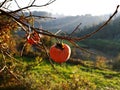 Ripe persimmons hanging from the branches of the tree on a sunny September day