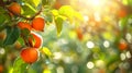 Ripe persimmons hanging from the tree. Vibrant orange color of the fruit against the green leaves, with sunlight Royalty Free Stock Photo