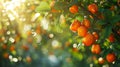 Ripe persimmons hanging from the tree. Vibrant orange color of the fruit against the green leaves, with sunlight Royalty Free Stock Photo