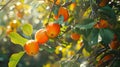 Ripe persimmons hanging from the tree. Vibrant orange color of the fruit against the green leaves, with sunlight Royalty Free Stock Photo