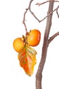 Ripe persimmons and leaf isolated against white