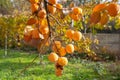 Ripe persimmons on tree branch in sunlit orchard with lush green grass Royalty Free Stock Photo