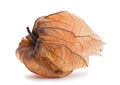 Ripe Physalis Royalty Free Stock Photo