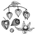 Ripe physalis berries on branch. Physalis fruit. Sketch vector illustration. Sweet gooseberry harvest, hand drawn food