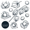 Ripe physalis berries on branch, sketch vector illustration. Sweet gooseberry, isolated design elements