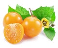 Ripe physalis or golden berry fruits with leaves and flower isolated on white background