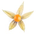 Ripe physalis