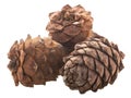 Ripe Pine cones Pinus sibirica, a source of pignoli  nuts,  isolated Royalty Free Stock Photo
