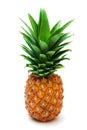 Ripe pineapple