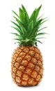 Ripe pineapple Royalty Free Stock Photo