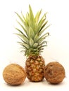 Ripe pineapple and coconuts closeup