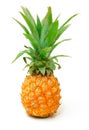 Ripe Pineapple Fruit Royalty Free Stock Photo