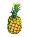 Ripe pineapple with green leaves.