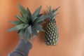 Ripe pineapple in hand. Person holding green whole pineapples. Two fresh pineapples on orange background. Top View. Royalty Free Stock Photo