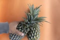 Ripe pineapple in hand. Person holding green whole pineapples. Two pineapples on orange background. Copy space