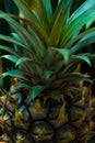 A ripe pineapple, on its parent Royalty Free Stock Photo