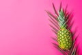 Ripe pineapple on palm leaf on gradient pink background. Trendy funky style. Summer vacation tropical fruits beach party Royalty Free Stock Photo