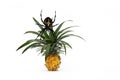 Ripe pineapple plant and a spider isolated on a white background Royalty Free Stock Photo