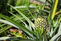 Ripe pineapple almost ready to pick Royalty Free Stock Photo