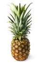 Ripe pineapple on a white background