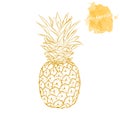 Ripe pineapple on a white background. Hand drawn harvest sketch