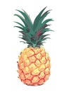 Ripe pineapple whole, fresh and juicy snack Royalty Free Stock Photo