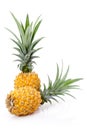 Ripe Pineapples Royalty Free Stock Photo