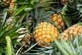 Ripe pineapples group for sale in the fresh market