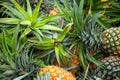 Ripe pineapples group texture background