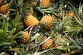 Ripe pineapples group texture background