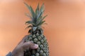 Ripe pineapples in hand. Person holding green whole pineapples on orange background. Copy space