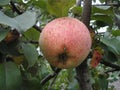 Ripe pink apples on the branches of an apple tree among the green foliage Royalty Free Stock Photo