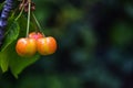 Ripe pink cherries hanging from cherry tree branch. Harvest sweet cherries on tree. Blurred dark background. Close-up. Royalty Free Stock Photo
