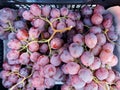 Ripe Pink Grapes in Plastic Crate