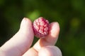 Ripe pink juicy raspberry berry in fngers