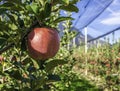 Ripe pink lady apple variety on a apple tree at South Tyrol in Italy. Harvest time Royalty Free Stock Photo