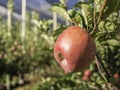 Ripe pink lady apple variety on a apple tree at South Tyrol in Italy. Harvest time Royalty Free Stock Photo