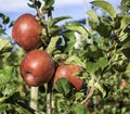 Ripe pink lady apples variety on a apple tree at South Tyrol in Italy. Harvest time Royalty Free Stock Photo