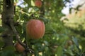 Ripe pink lady apples variety on a apple tree at South Tyrol in Italy. Harvest time in apple country South Tyrol. Selective focus Royalty Free Stock Photo