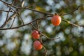 Ripe pink orange small persimmon fruit of Diospyros virginiana on autumn bokeh background. Persimmon tree or Diospyros kaki