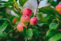 Ripe pink or red apple fruits hanging on an apple tree branch in late summer Royalty Free Stock Photo