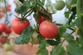 Ripe pink tomatoes of the `Forte Rose F1` variety an early tomato hybrid in greenhouse, close-up, selective focus Royalty Free Stock Photo