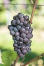 Ripe Pinot Gris Grape In The Vineyard Before Harvest Royalty Free Stock Photo