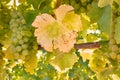 Ripe pinot gris grapes with golden leaves in vineyard at harvest time Royalty Free Stock Photo