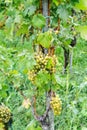 Ripe pinot gris grapes on a grapevine